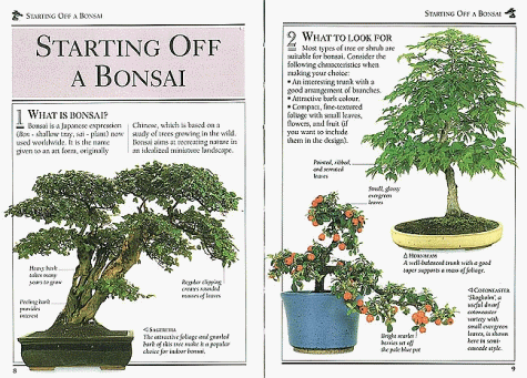 Bonsai (101 Essential Tips)