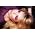 Thumbnail image of Little Boots