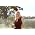 Thumbnail image of LeAnn Rimes
