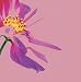 Creative Converting Spring Petals 3-Ply Lunch Napkin - 192 Count