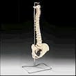 Budget Vertebral Column With Stand - CH59X