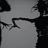 Image of Twilight Singers