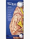 Anatomical Chart Company's Illustrated Pocket Anatomy: Anatomy Of The Brain Study Guide 11 Panels / 18 Full-color Illustrations / 9" X 4" Folded / 9" X 24" Unfolded
