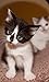 Cute Cats Jigsaw Puzzles (Ads Free)