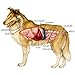 Animal Anatomy & Physiology