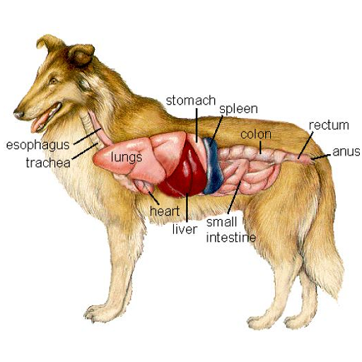 Animal Anatomy & Physiology