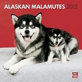 Alaskan Malamutes 2012 Square 12X12 Wall Calendar (Multilingual Edition)