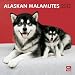 Alaskan Malamutes 2012 Square 12X12 Wall Calendar (Multilingual Edition)