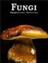 Fungi (Evergreen)