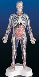 Visible Man Model