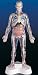 Visible Man Model