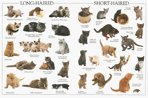 The Ultimate Kitten Sticker Book (Ultimate Sticker Books)