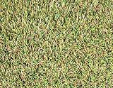 ホームグリーンワールド (HOMEGREENWOLRD) ロールタイプ人口芝　芝丈20mm (2(1m*2m), PX2000KL) [並行輸入品]