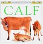 See How They Grow: Calf