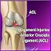 Anterior Cruciate Ligament