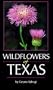 Wildflowers of Texas