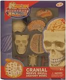 Plastic model kit : Cranial Nerve Skull Anatomy Model [Toy]
