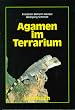 Agamen im Terrarium
