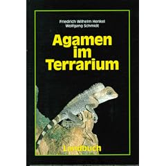 Agamen im Terrarium