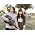 Thumbnail image of She & Him