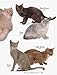 ASPCA Complete Guide to Cats: Everything You Need to Know About Choosing and Caring for Your Pet (Aspc Complete Guide to)
