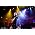 Thumbnail image of Joe Bonamassa