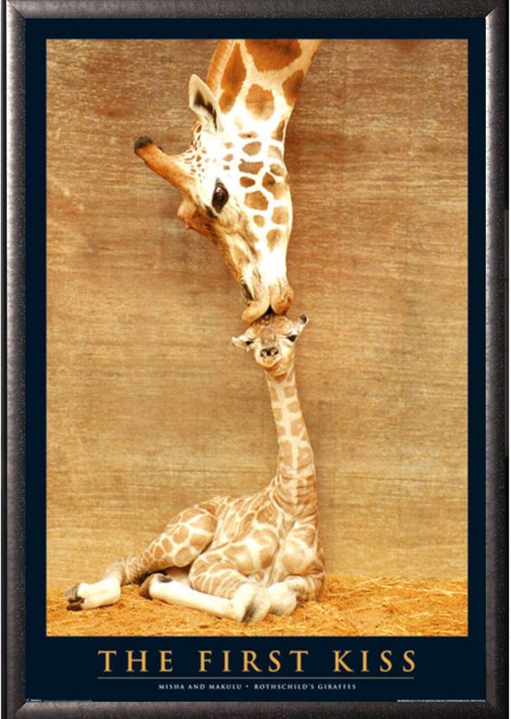 Amazon.com - GB Eye The First Kiss Poster - Prints