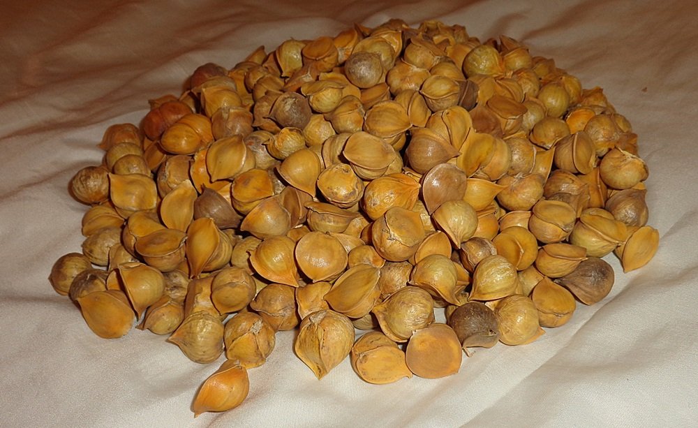 Amazon.com: Japanese Garlic - Ajo Japones (100% Natural) Count Per ...