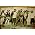 Thumbnail image of Edward Sharpe & the Magnetic Zeros