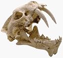 Hoplophoneous Skull Replica With Stand