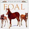 Foal