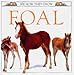 See How They Grow: Foal