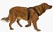 Heavy Duty Nylon Dog Harness