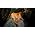 Thumbnail image of Seasick Steve