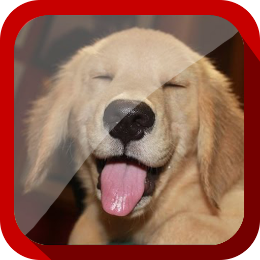 Funny Dogs Compilation