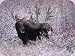 TUFTOP Cutting Board TT99882 Christmas Moose - Medium (12' 'x16' ')