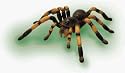 Tarantula - 4D Puzzle