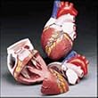 Anatomical Chart Co. Budget Jumbo Heart Model Item #: CH3