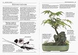 Juniper Tree Bonsai Best Gift