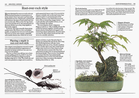 Bonsai (Pocket Encyclopaedia)