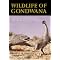 Book - Dinosaurs: Encyclopedias