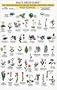 Mac's Field Guide to Yellowstone & Grand Teton National Parks: Trees & Wildflowers