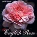 Book The English Rose