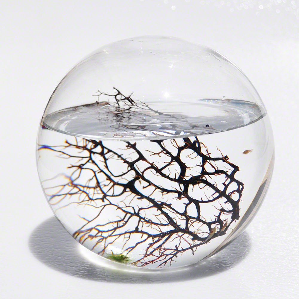 EcoSphere Large Sphere 6.5 x 6.5 x 6.5 inches