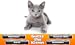 Guess The Kitten Breed - Trivia Game