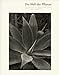 cover of Welt der Pflanze: Photographs by Albert Renger-Patzsch and Auriga