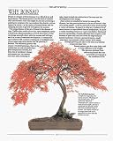 Complete Book of Bonsai (The complete book)