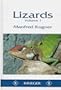 Lizards
