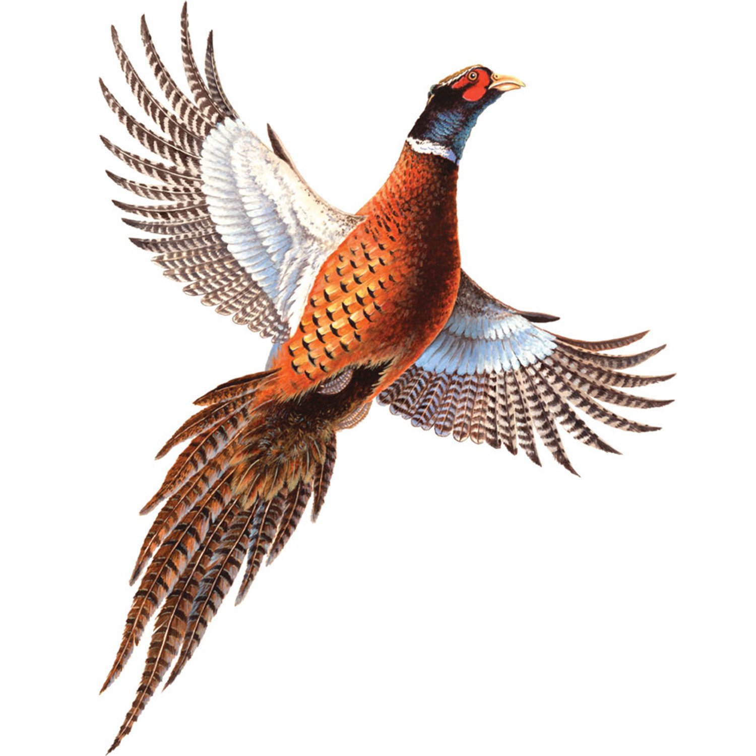 Rivers Edge Products Car Magnet Pheasant
Rivers Edge Products Car Magnet Pheasant