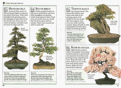 Bonsai (101 Essential Tips)